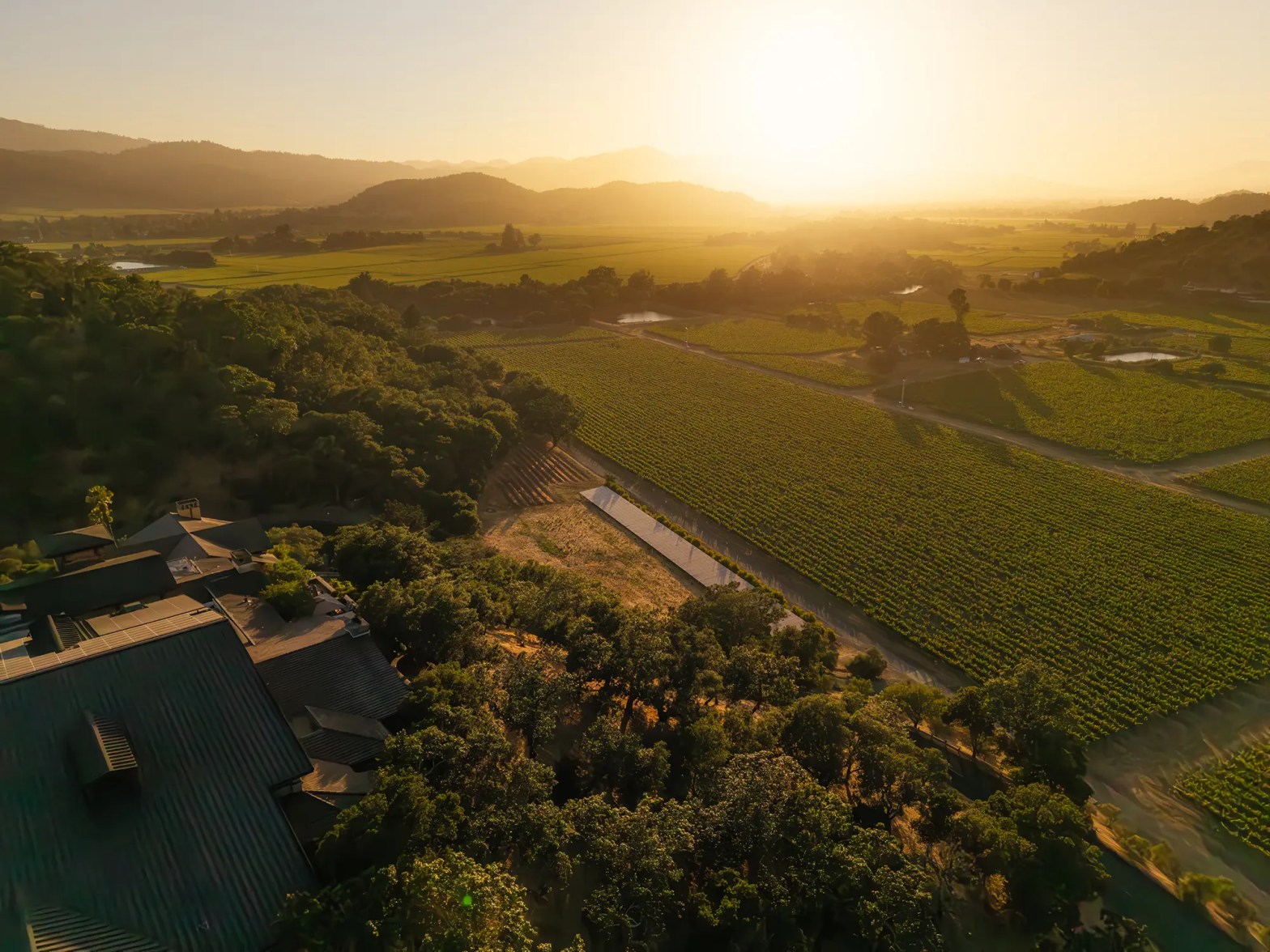 silverado hero estate vineyards